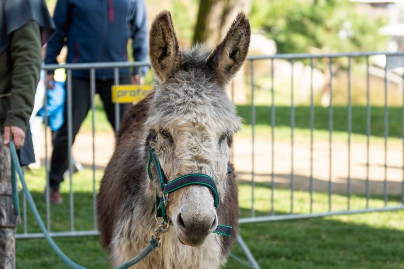 2024_03_24_tettye passio_07.jpg